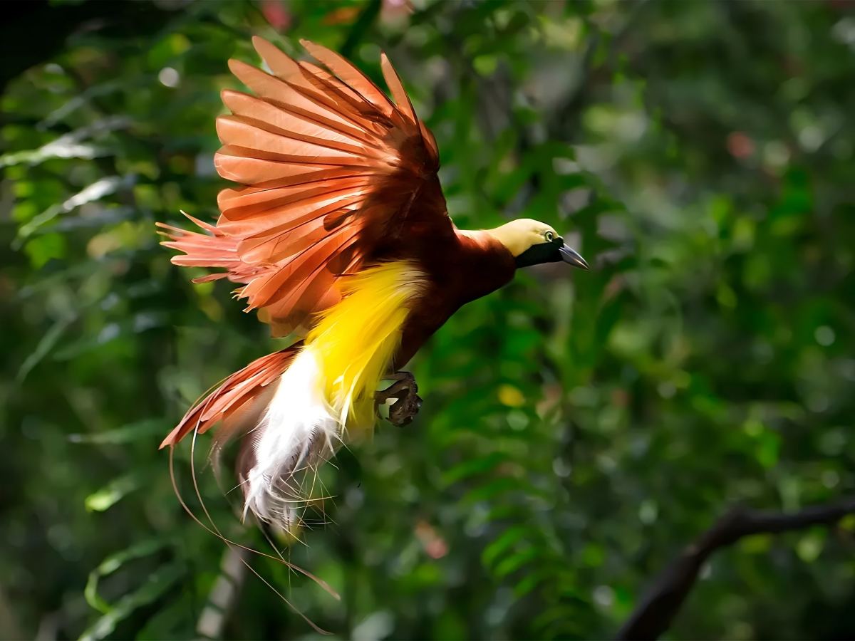 The Secret World of Birds of Paradise: A Glimpse into Their Daily Lives