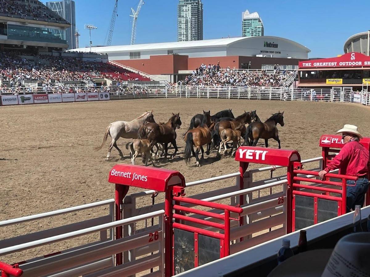 Must-do at Stampede: Speed ​​of Life and Death in Cowboy Rodeo