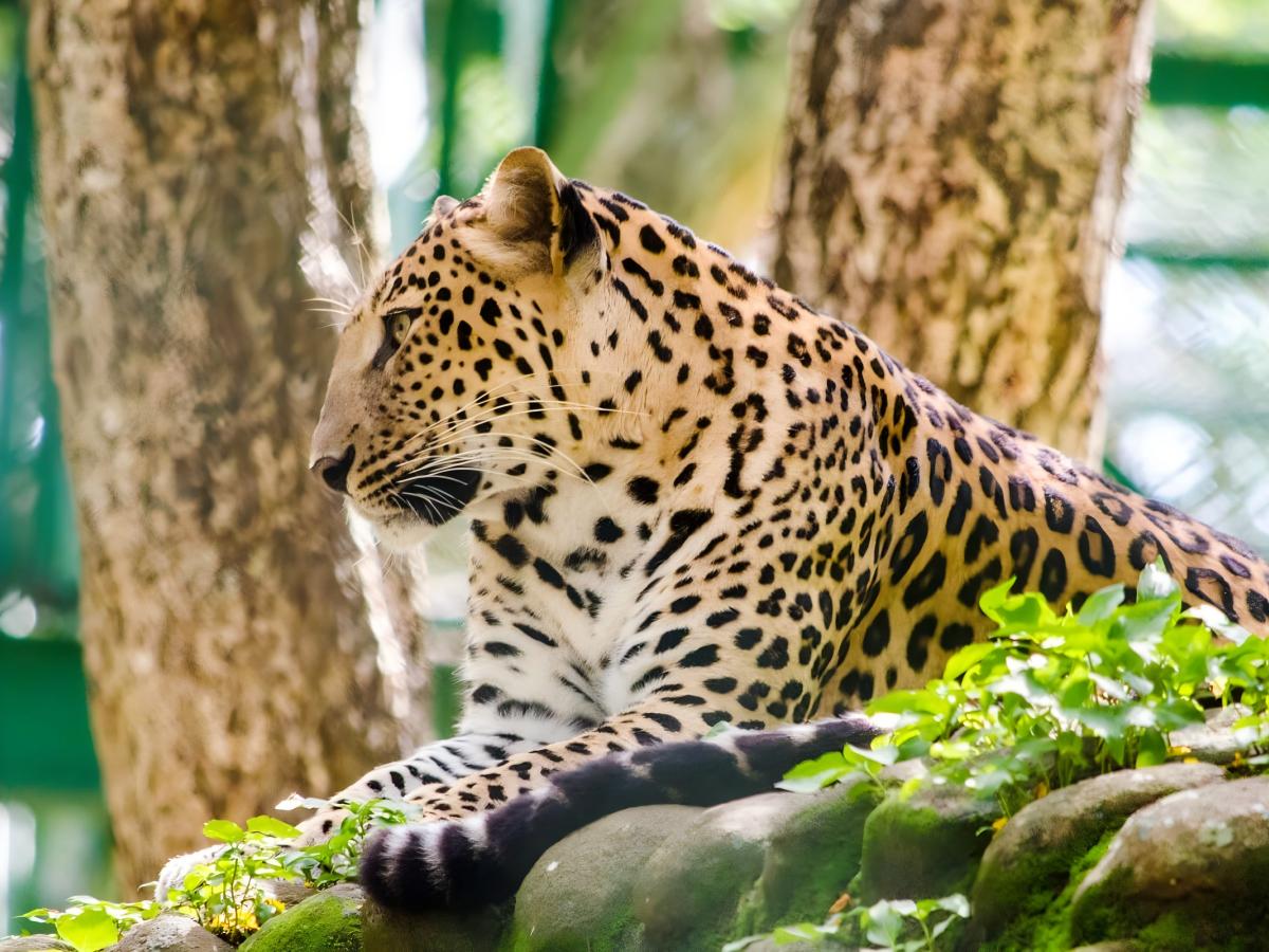 A Spectacular Wildlife Tour and Natural Scenery