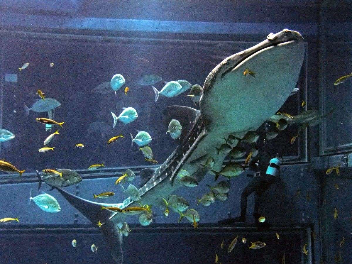 4. Magic moment of night lighting: romantic and dreamy night aquarium