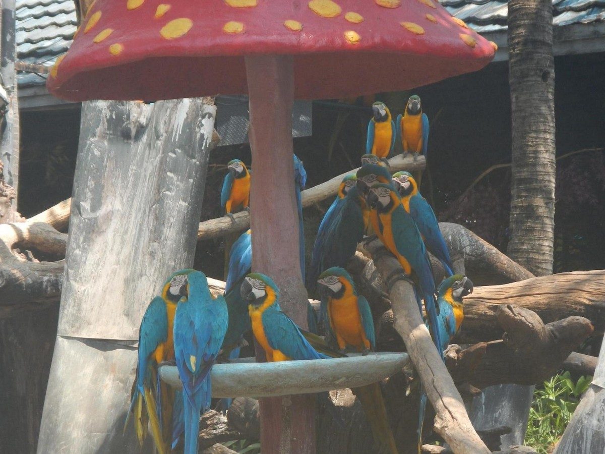 Colorful Angels – A Colorful Bird Paradise