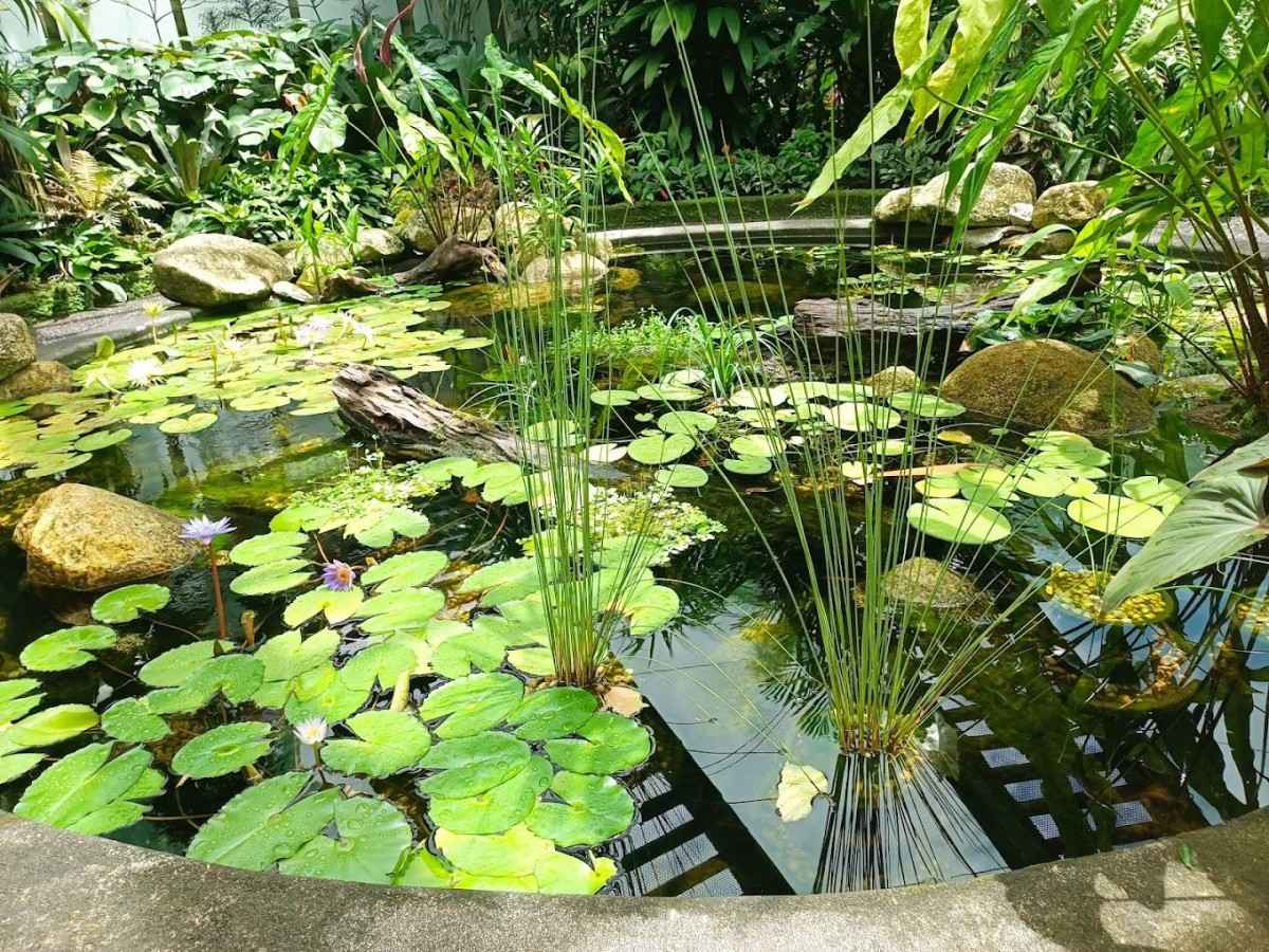 Stop 5: Gondwanan Heritage Garden