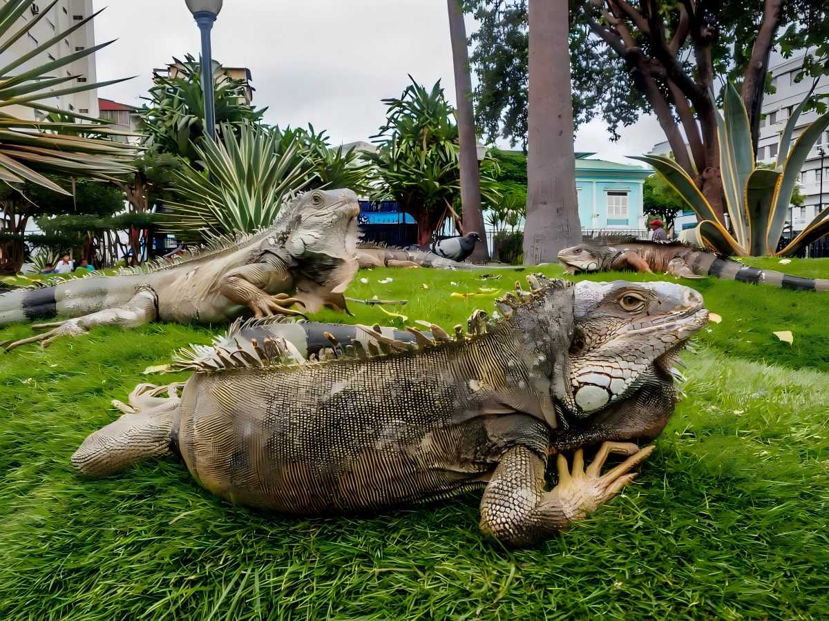 Home of the lizards: nature and man in harmony