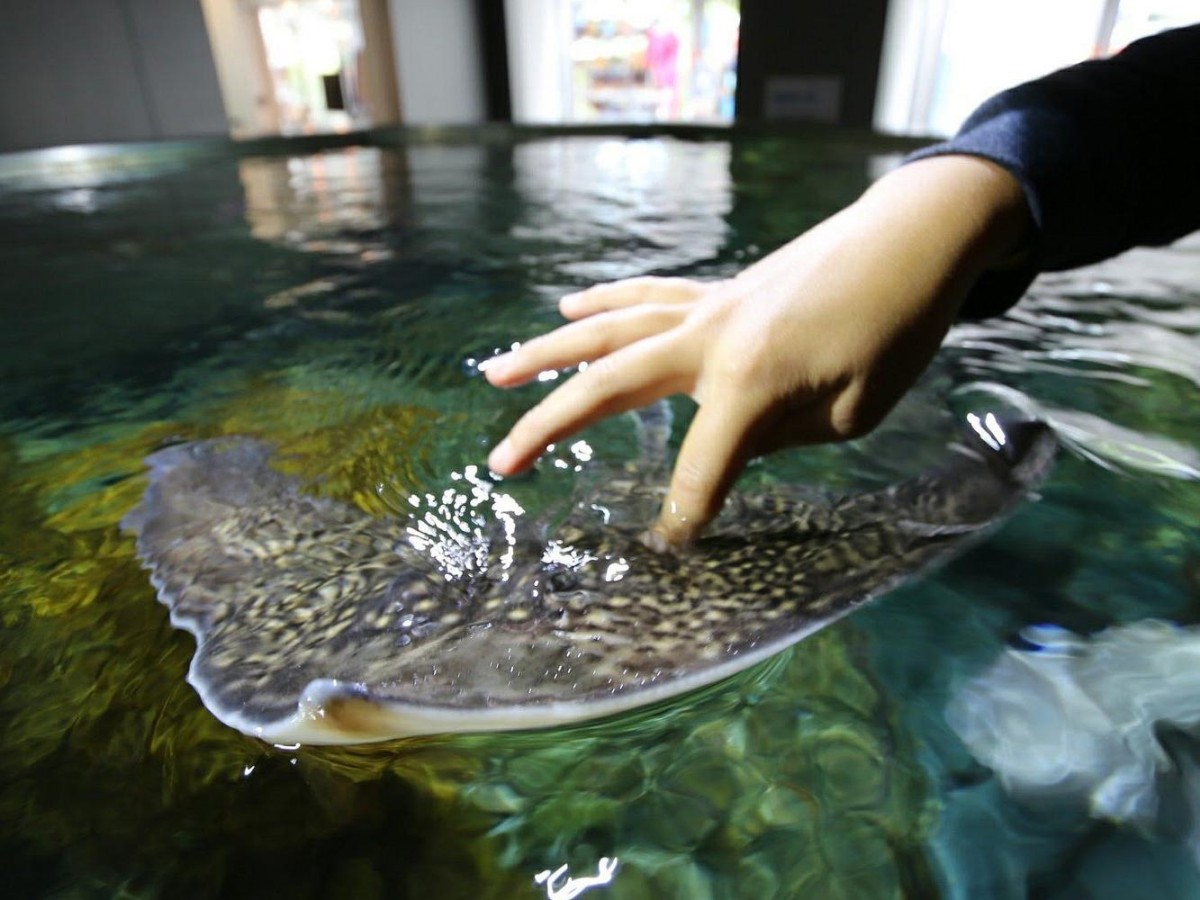 Children's paradise: fun and educational ocean exploration