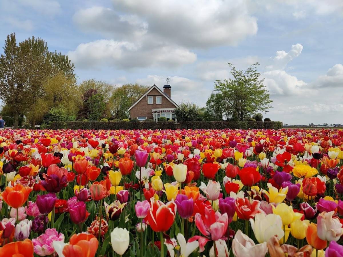 Shopping and dining: taste buds blossom, take away the beauty