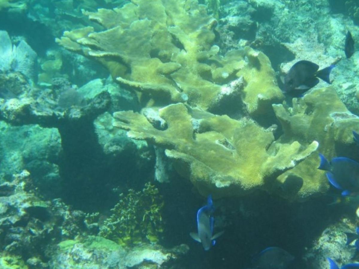Beautiful coral formations: colorful gardens on the sleeping seabed