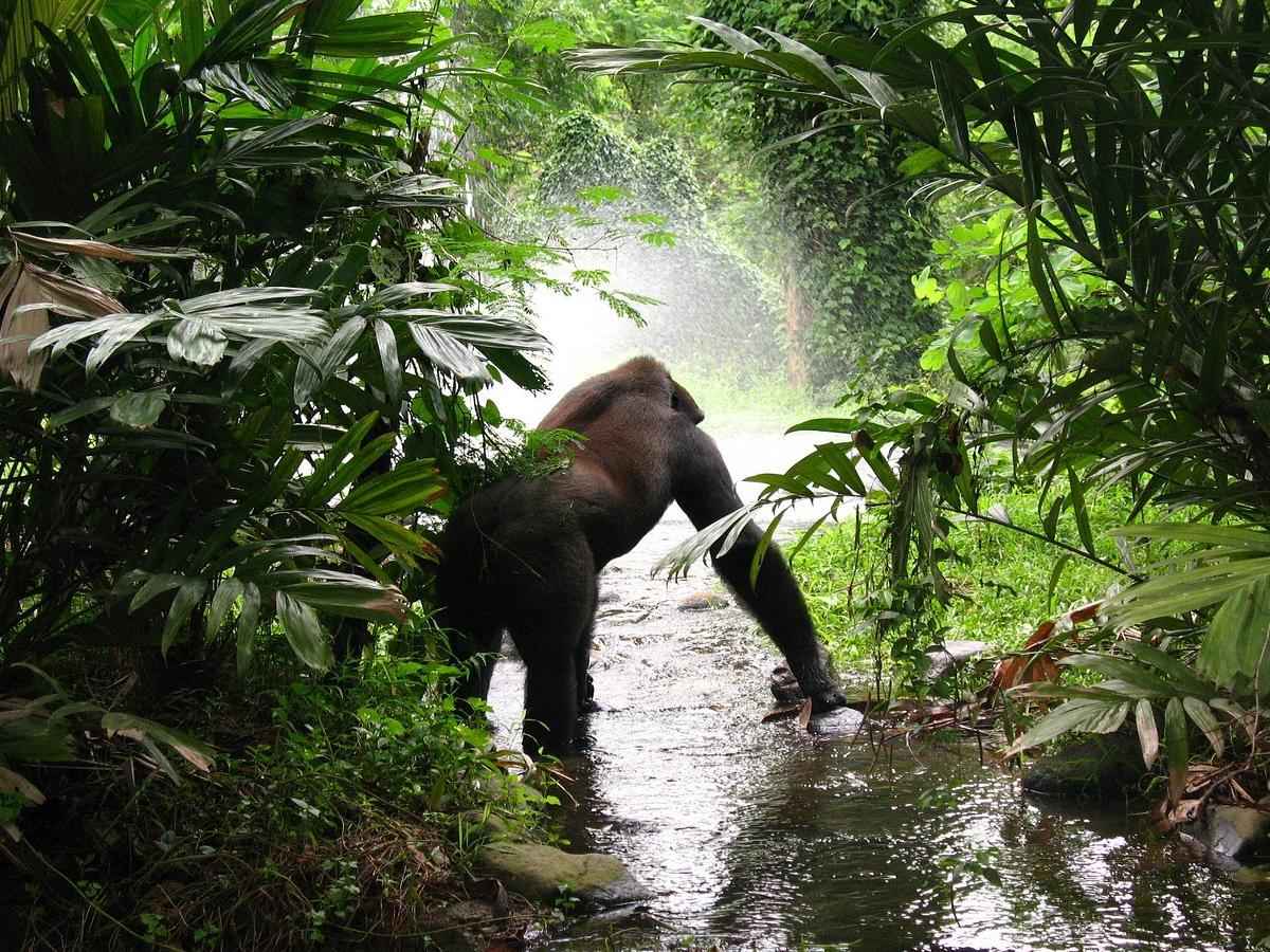 A wonderland of hidden creatures