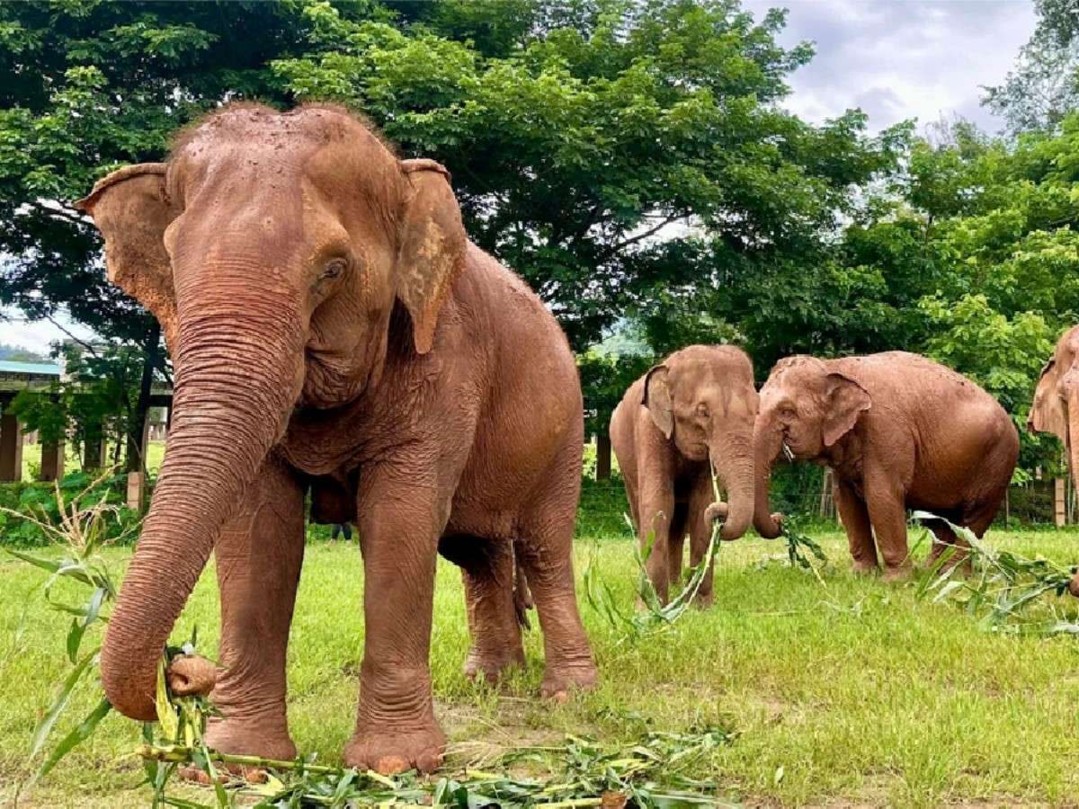 4. Stories Behind the Elephants