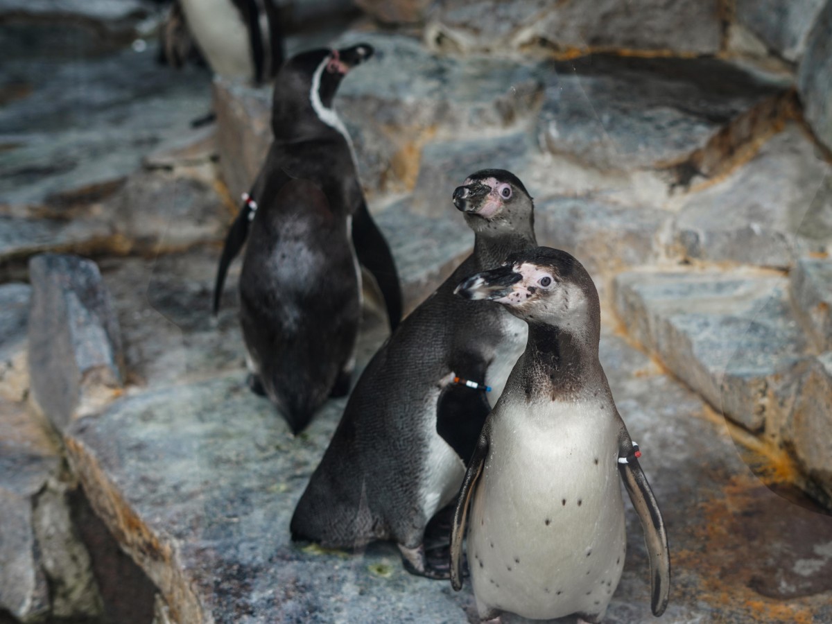 "Penguin Feeding Show": Feel the enthusiasm of the polar region up close