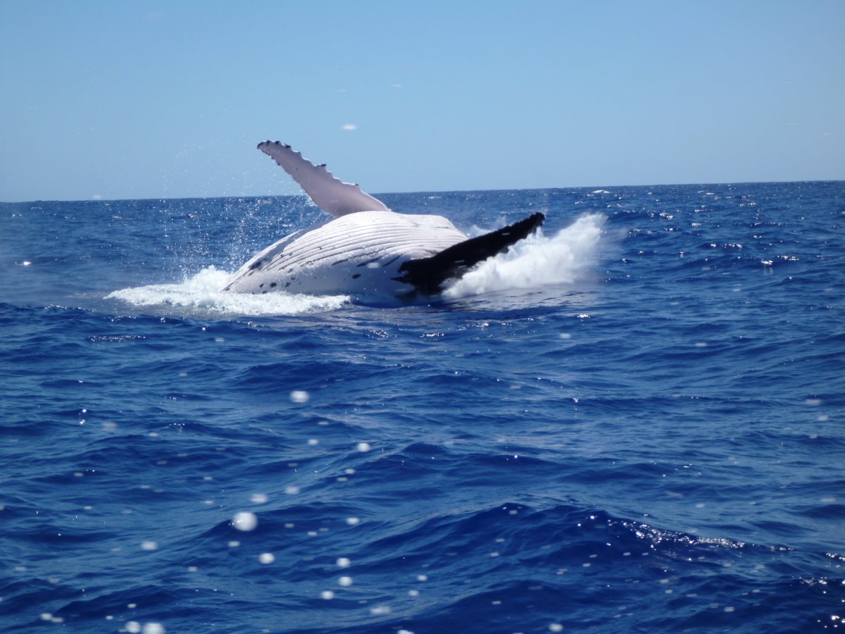 A unique whale watching paradise