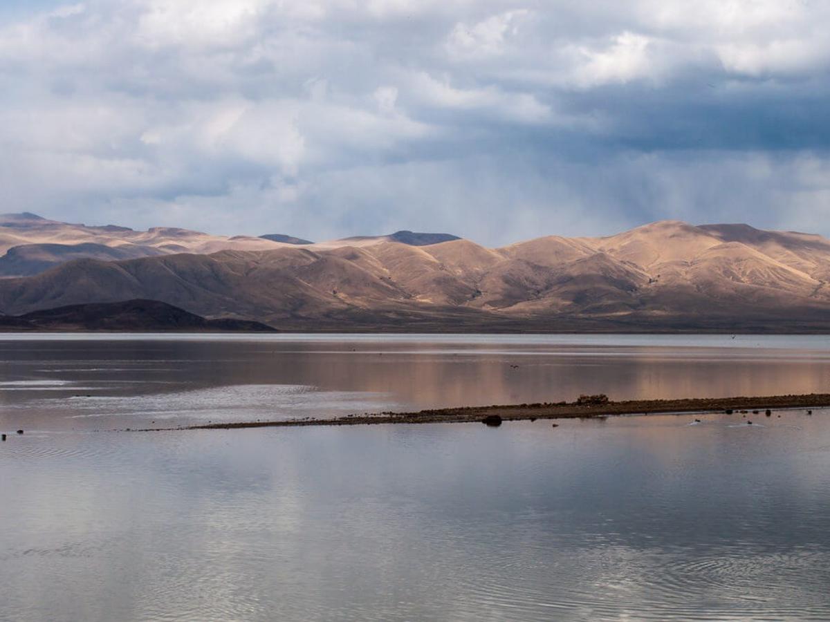 Salt Marsh Ecology: Life Flourishes Quietly Between the Salt and the Alkali