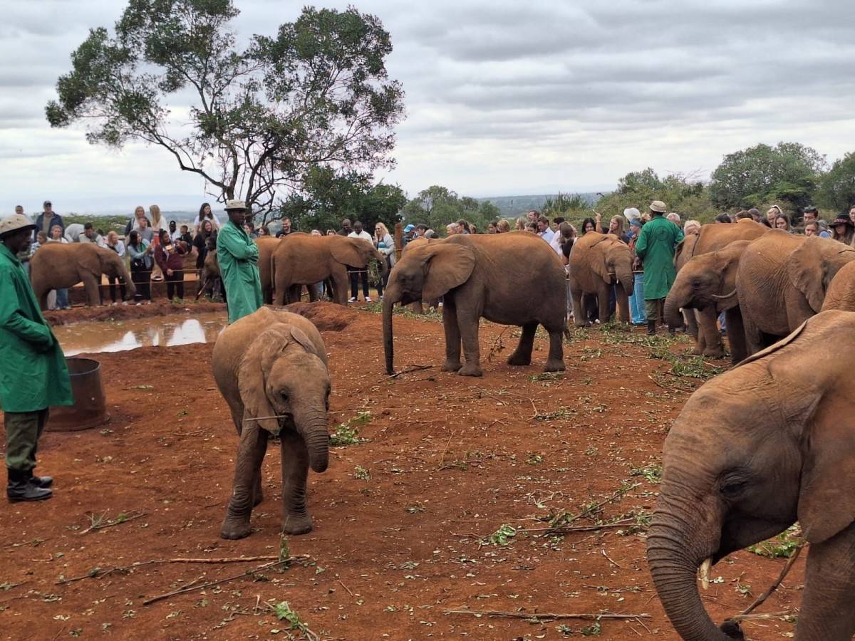 Background of Elephant Orphanage's Establishment