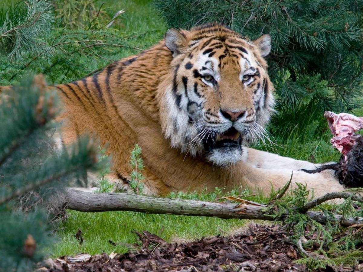 Seven highlights of the Animal Kingdom