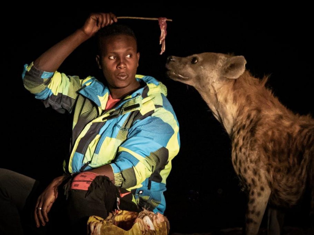 Wildness at close range: subverting traditional rules of animal viewing