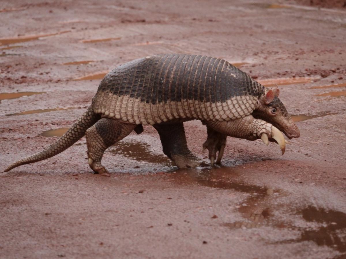 Giant Armadillo，Priodontes maximus