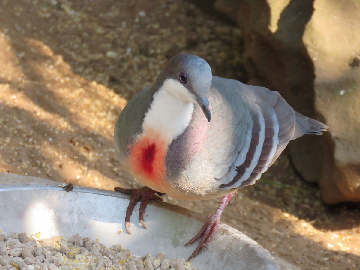 Get up close and personal with birds