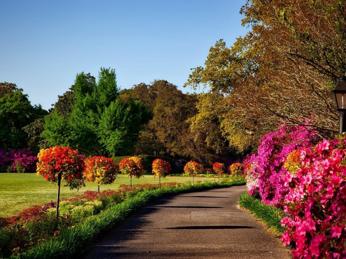 Flower Tour: Explore Penang's Botanical Treasures