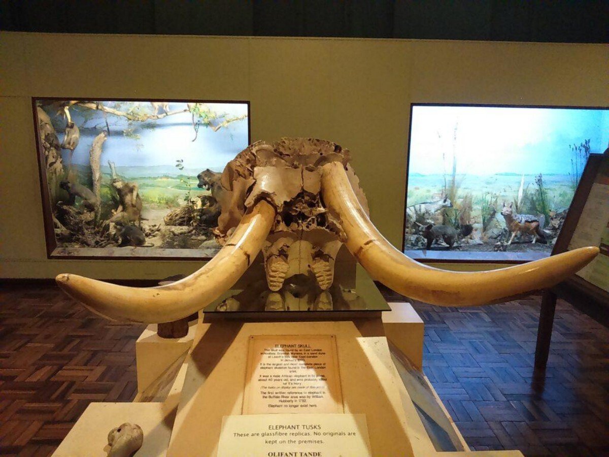 4. Dinosaurs and prehistoric giants: Travel back to the Jurassic period