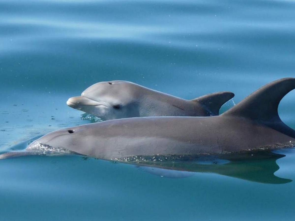 Dolphins and Green Turtles: messengers of wisdom and grace in the sea