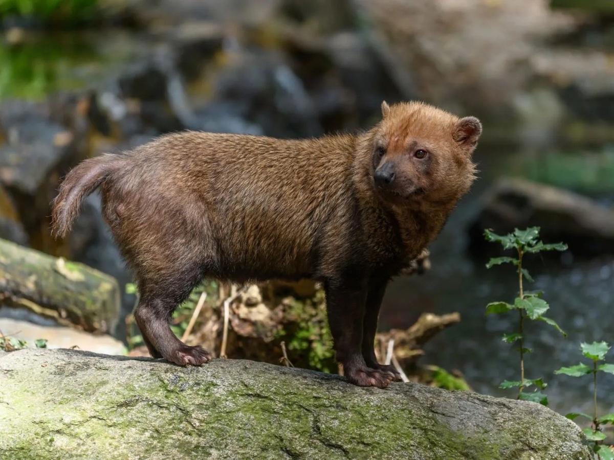 Bush Dog，Speothos venaticus