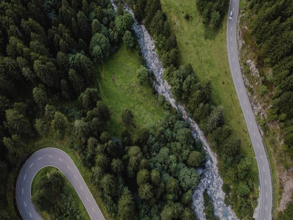 Walk through the pine forest and feel the embrace of nature