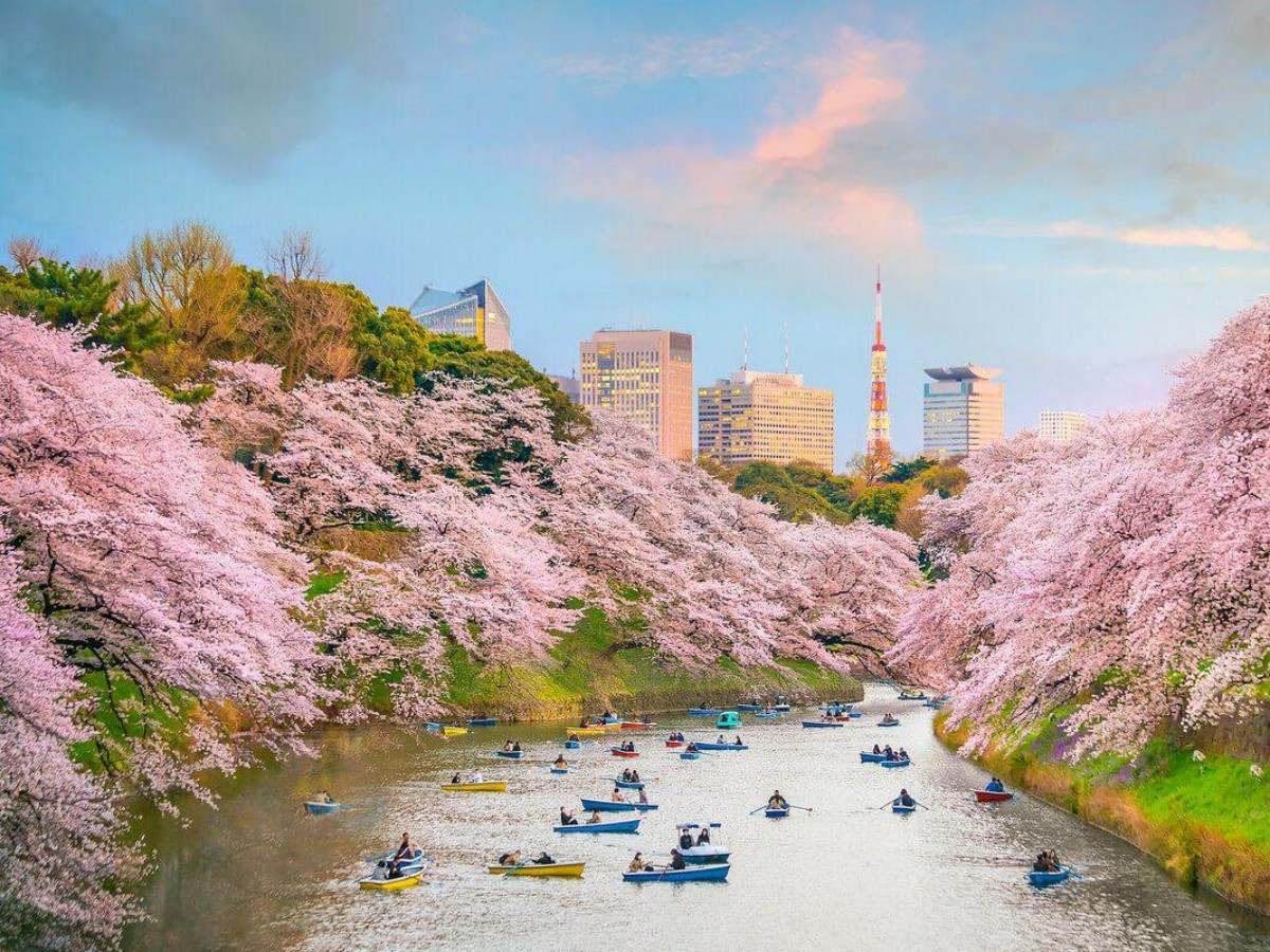 Shinobazu Pond: An ecological miracle of urban wetlands