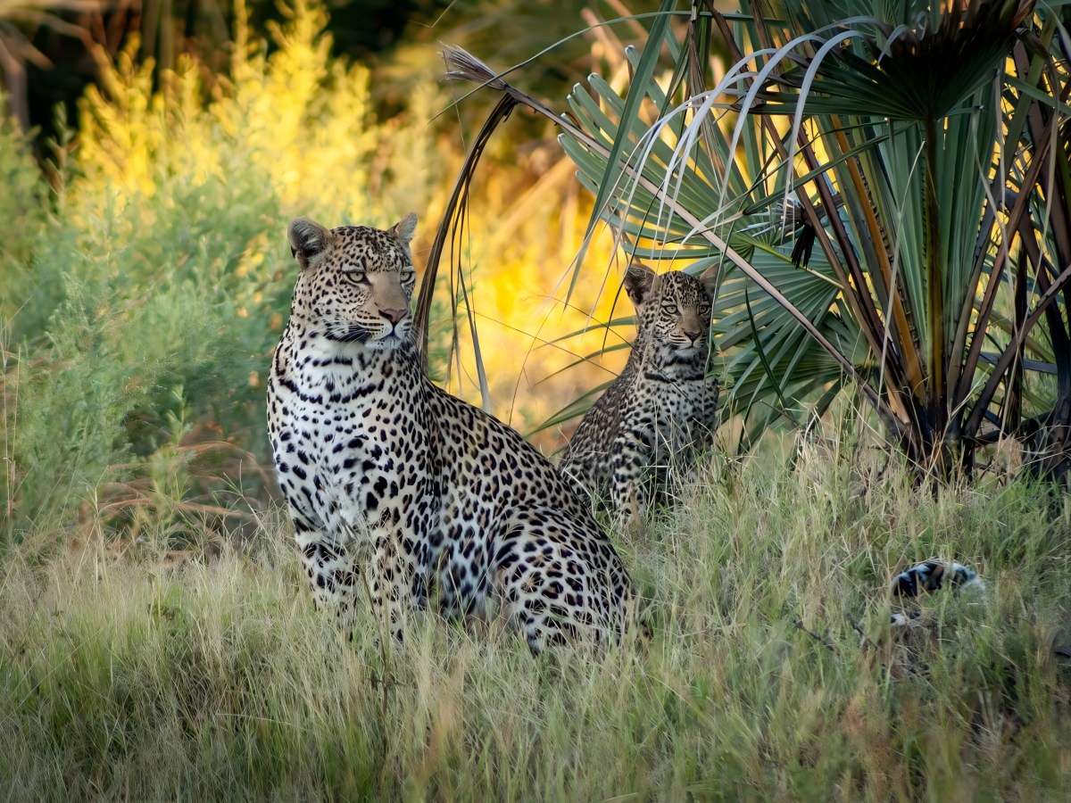 The ecological balance of wildlife