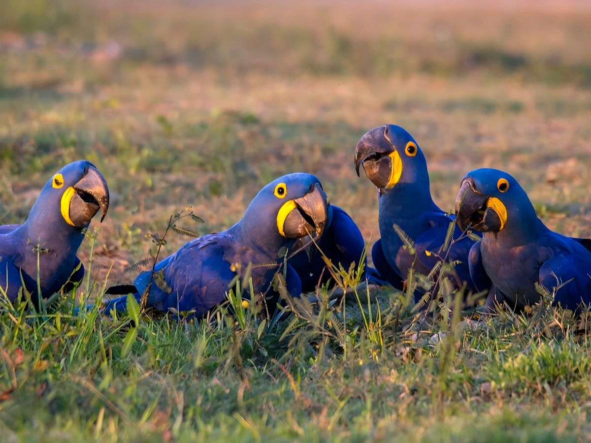Hyacinth Macaw，Anodorhynchus hyacinthinus