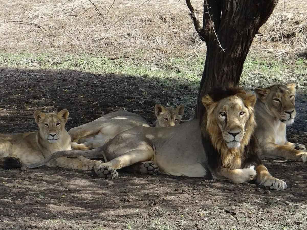 Meet the King of the Forest