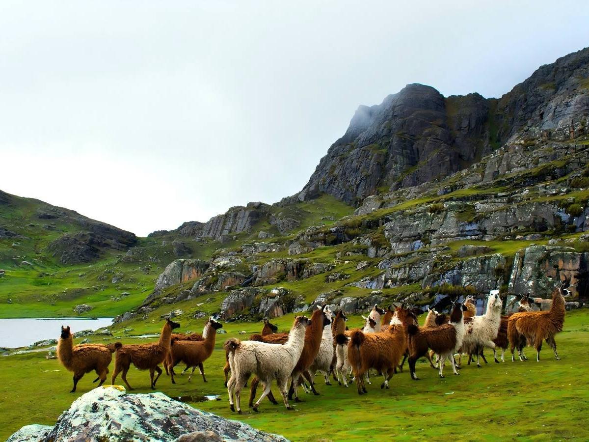 Grasslands and Wildlife: The Stage of Plateau Colors