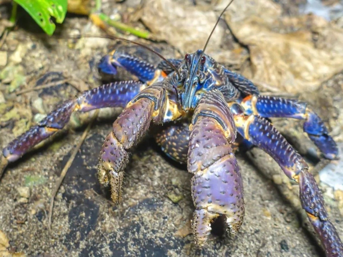 What is their significance to humans?