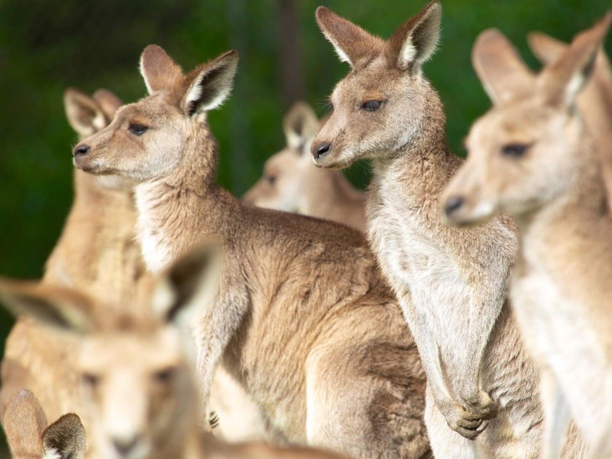 Enter the Kangaroo Park and become their friend