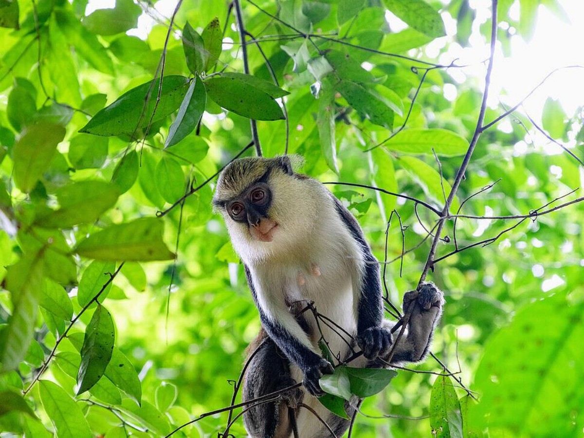 1. Get to know your "protagonist" friend: Mona Monkey