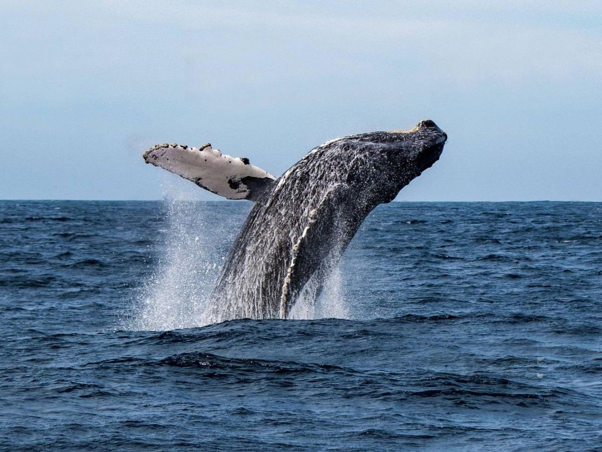 Touching moments of close contact with giant creatures