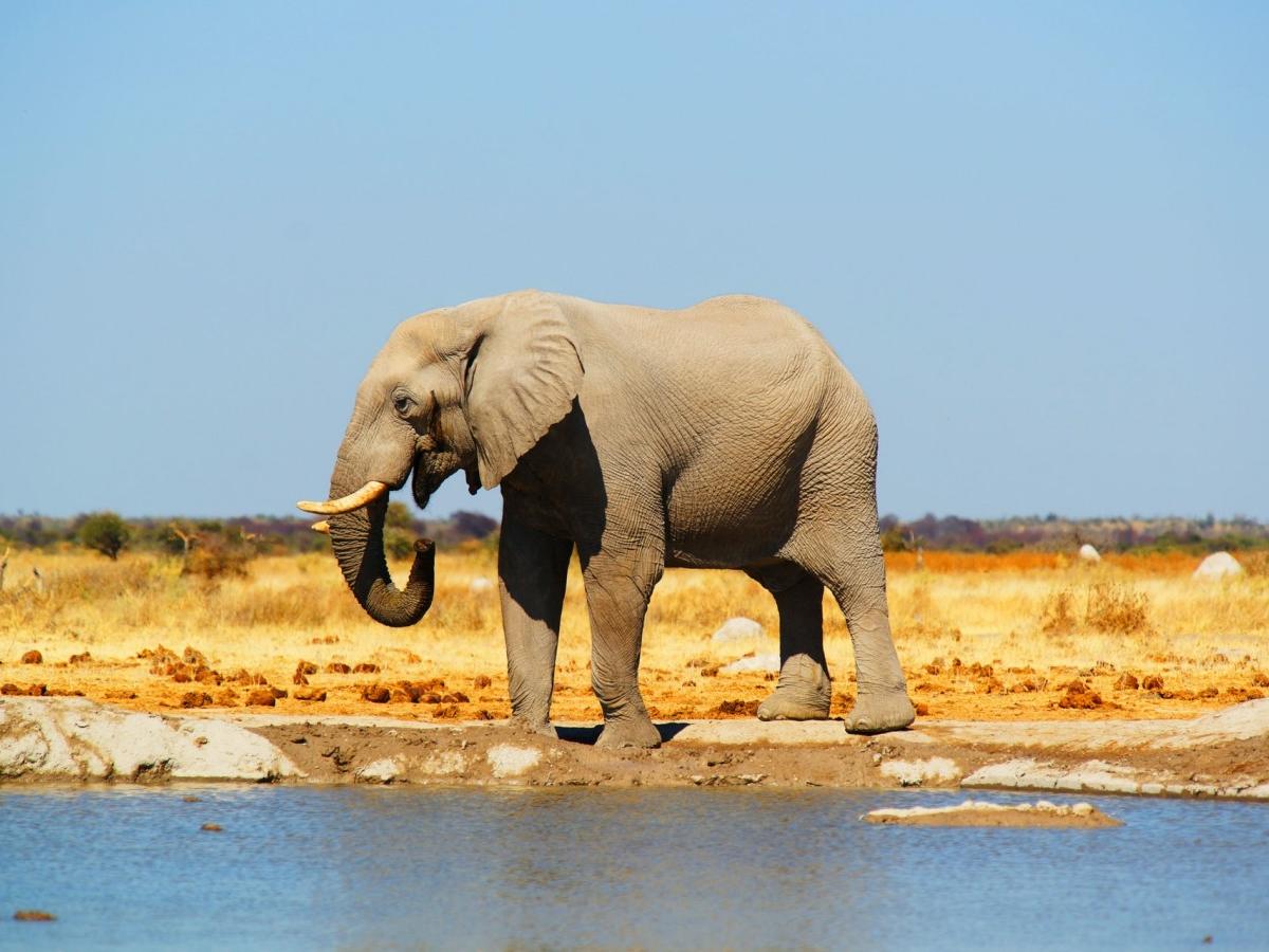 Home of the Elephants in the Machaba Mountains