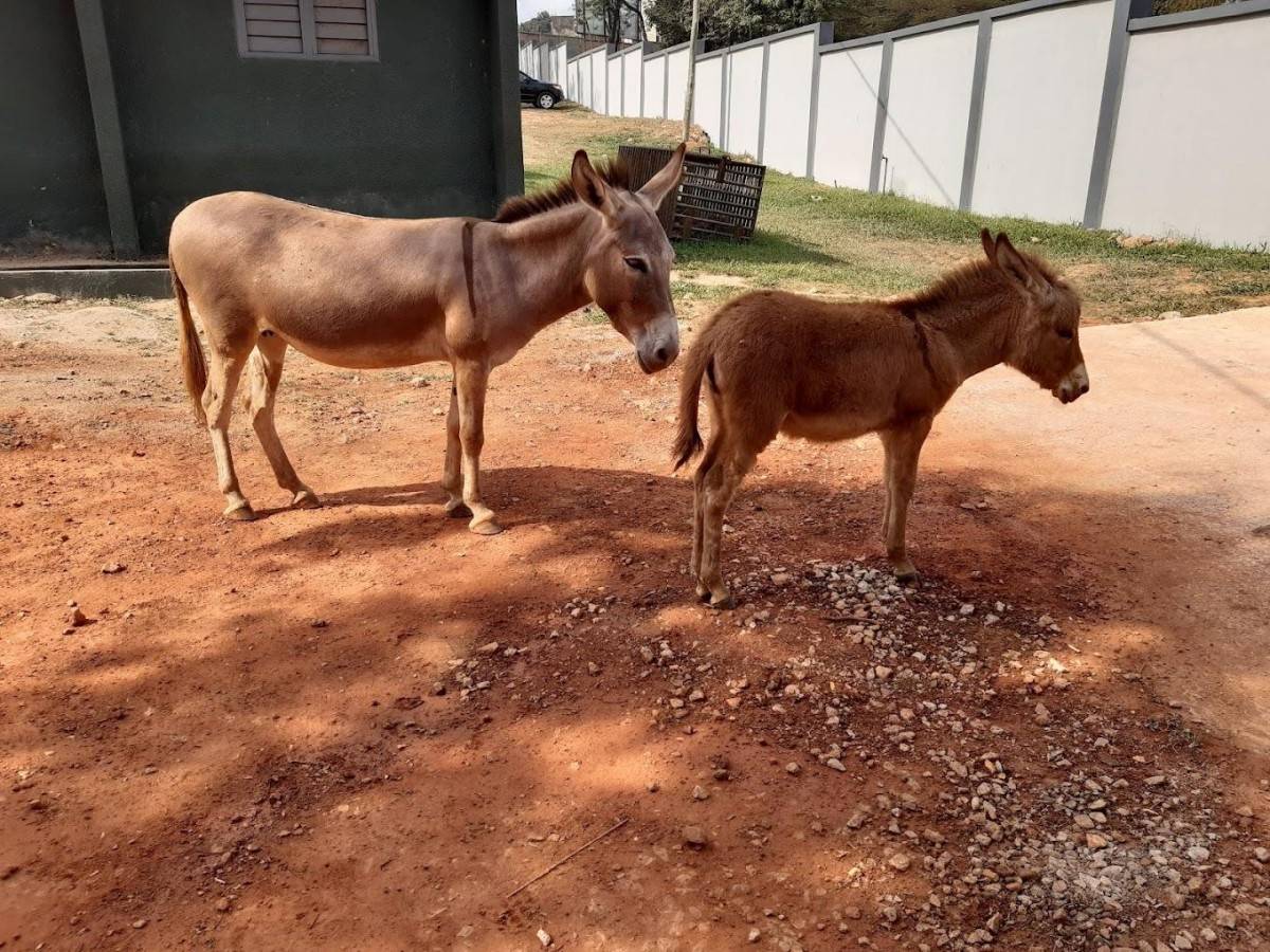 Visiting Code of Conduct: Civilized Tour to Protect Animals