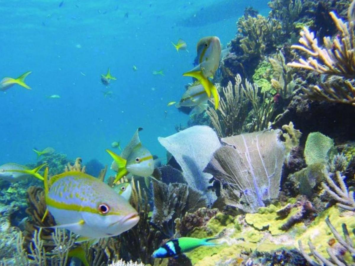 Tropical Fish: Colorful Sprites Dance in Front of Your Eyes
