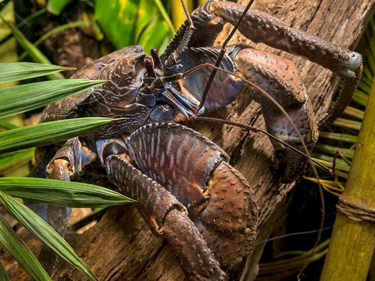 Can you keep a coconut crab as a pet?