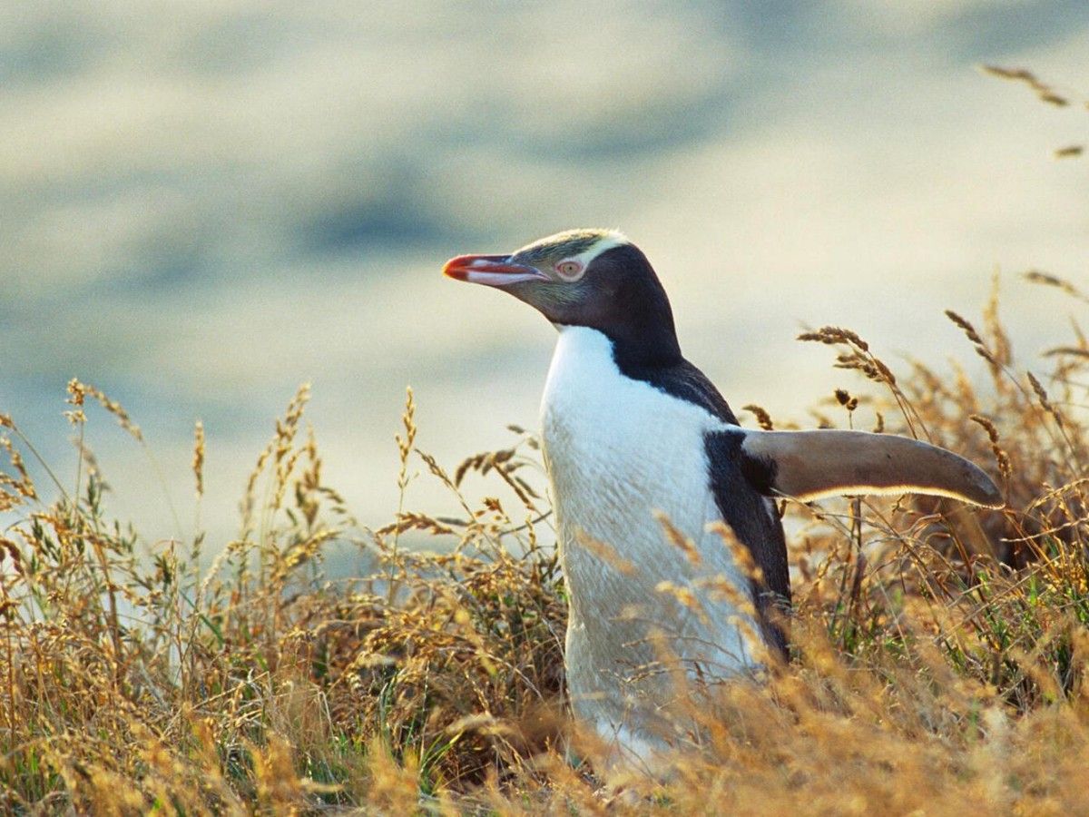The Wonderful World of Penguins