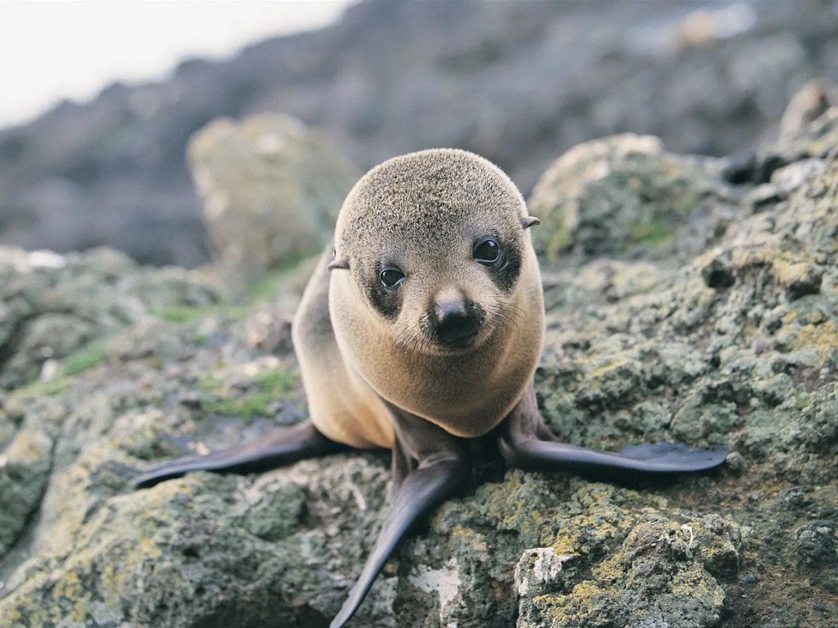 Happy Land of Seals and Sea Lions