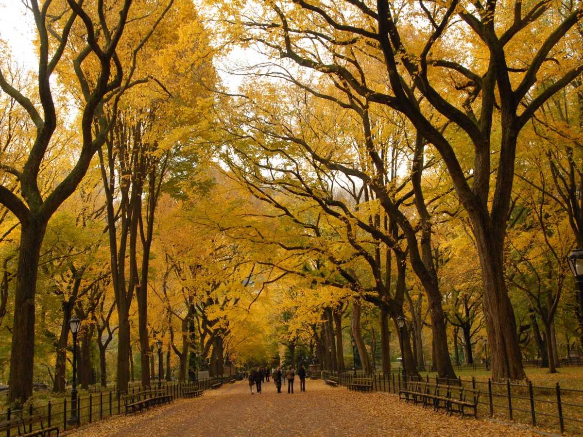 Fall: Golden Romance