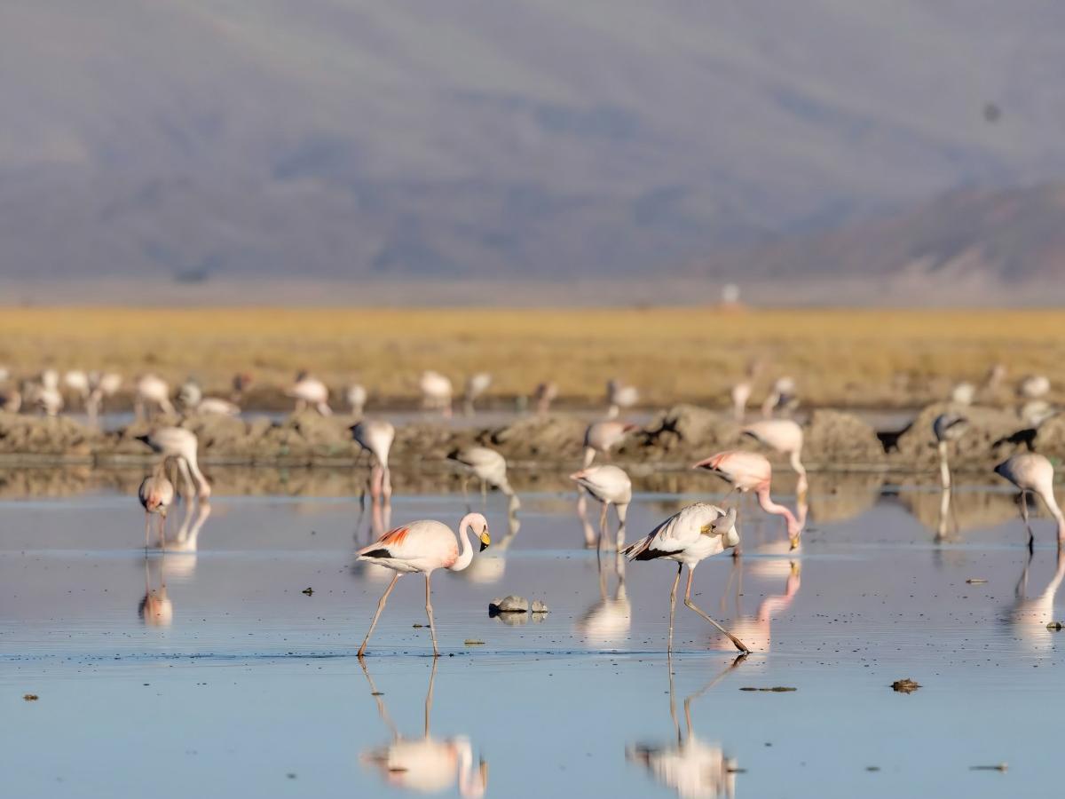 Dance of the Flamingos: Pink Spirits Dance in the Highlands