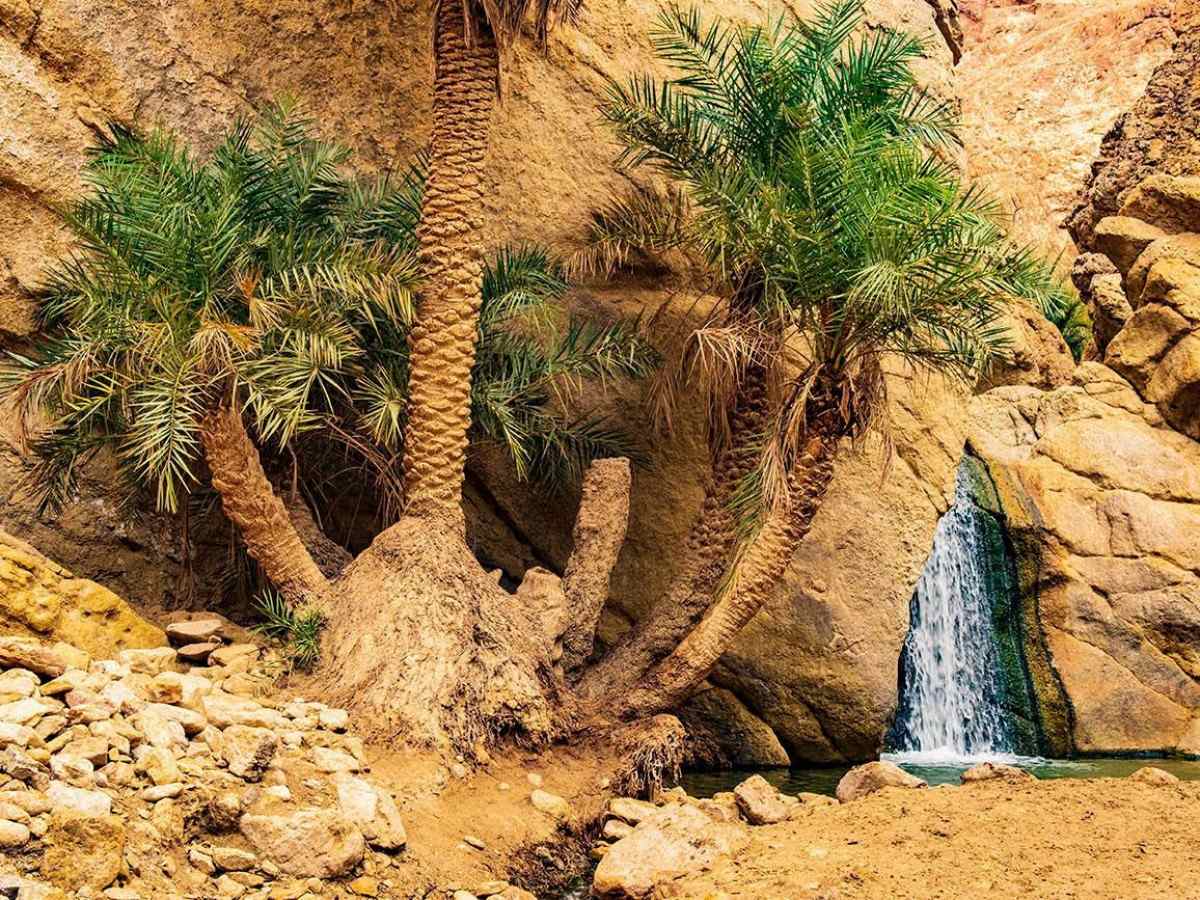 Early morning: Learn the thousand-year irrigation technique from the oasis guardian