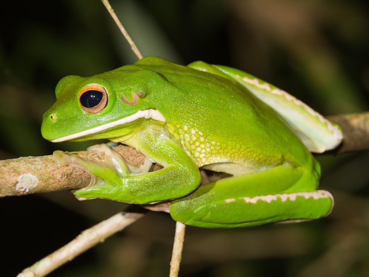 New Species