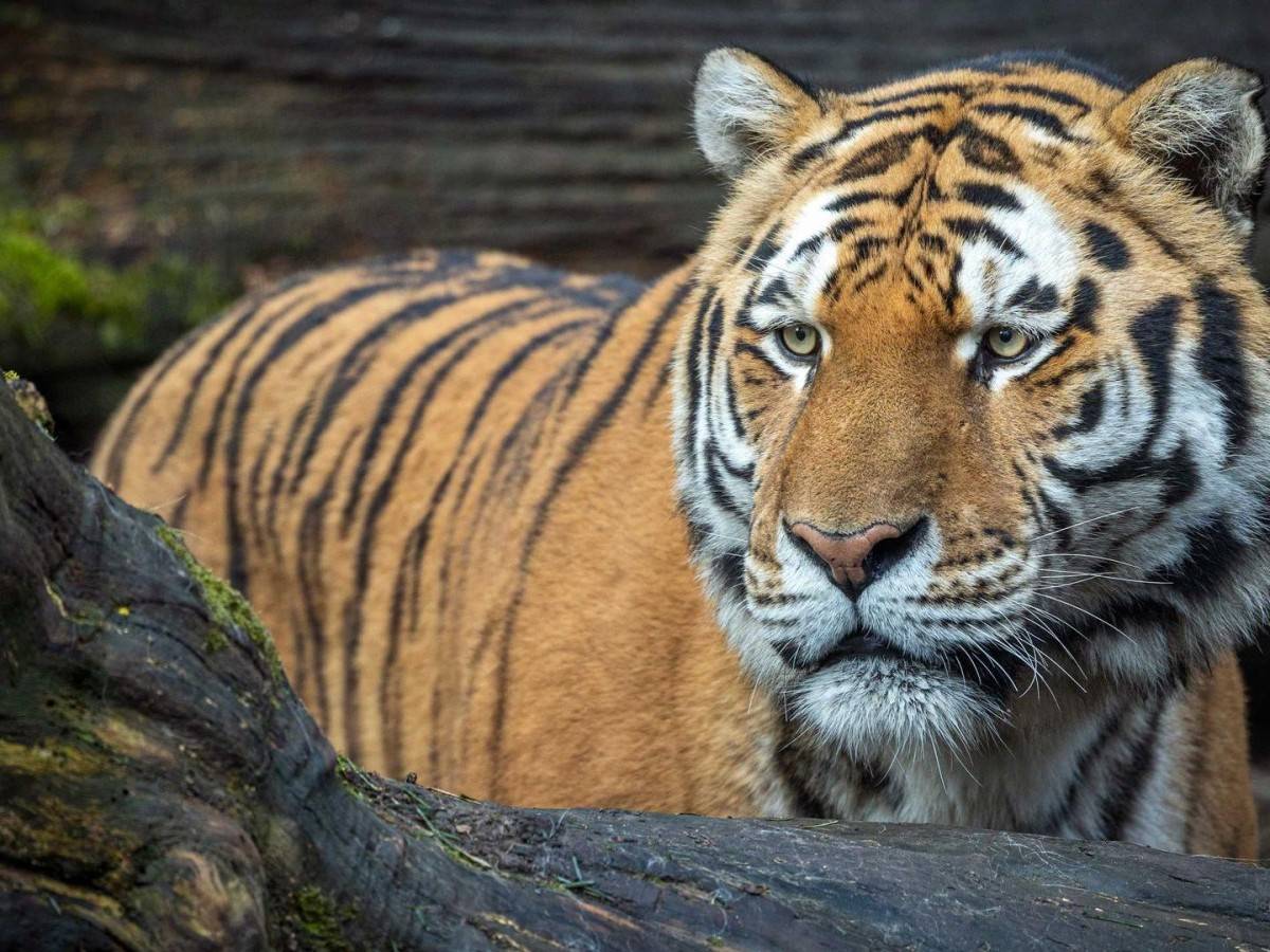 Get up close with the animals