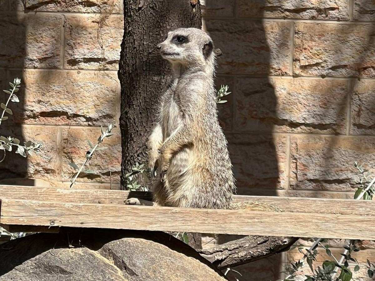 Tips and recommendations for visiting the zoo