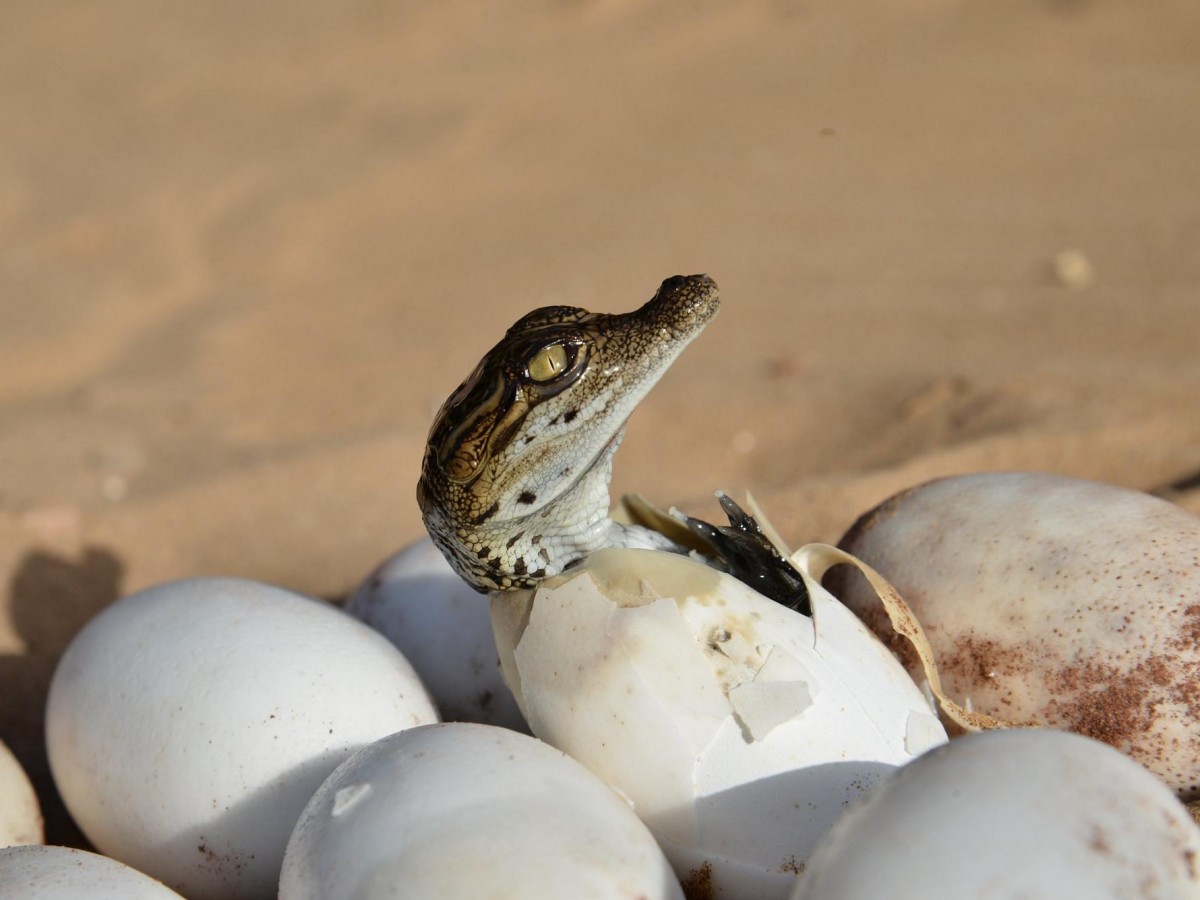 How cute are baby crocodiles? Exploring the Crocodile Incubation Area of ​​Crocoparc Agadir