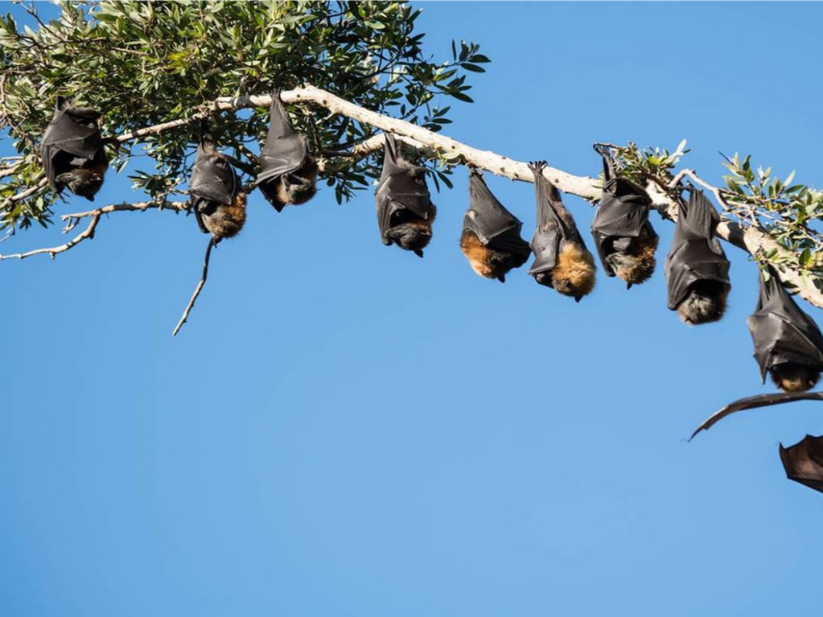 Environmental protection appeal: Love bats and protect ecology
