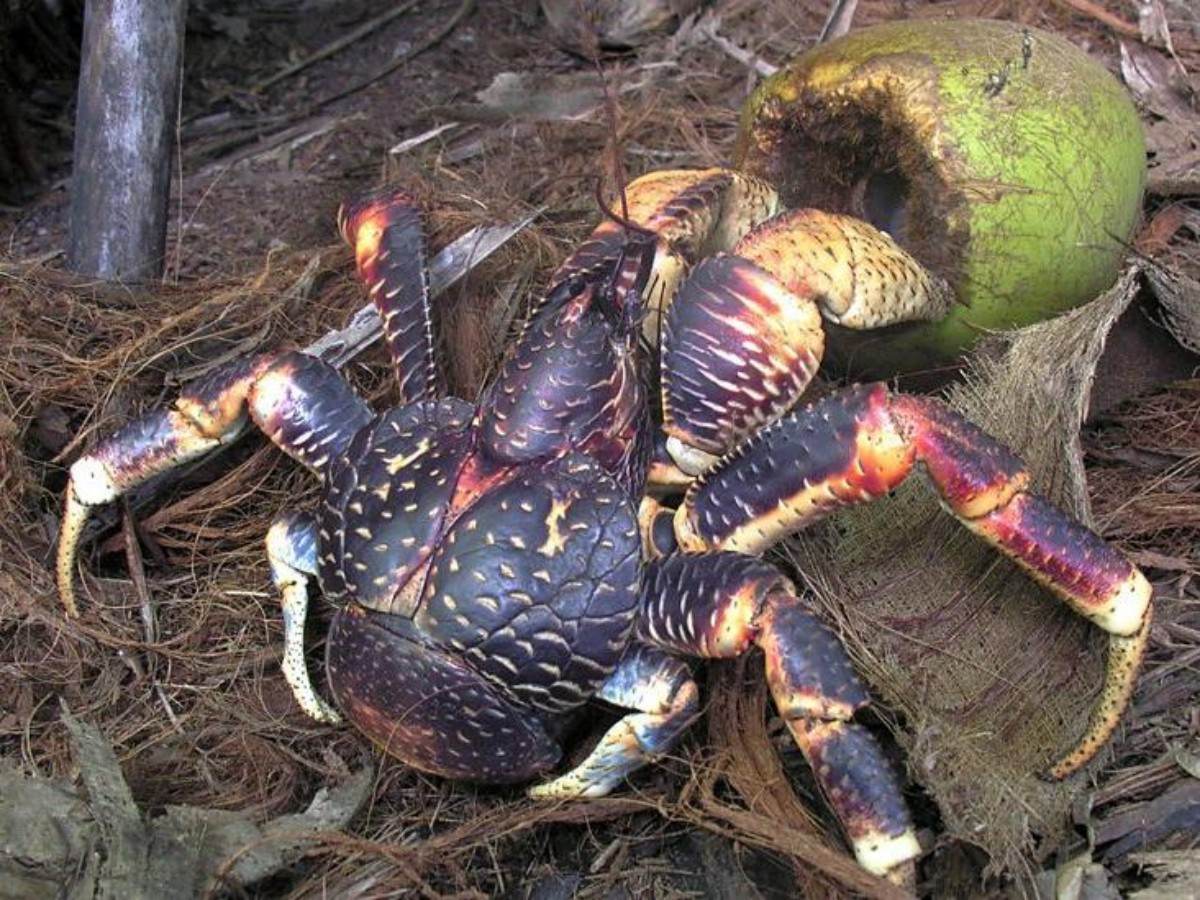The lifestyle of coconut crabs is also beyond your imagination!