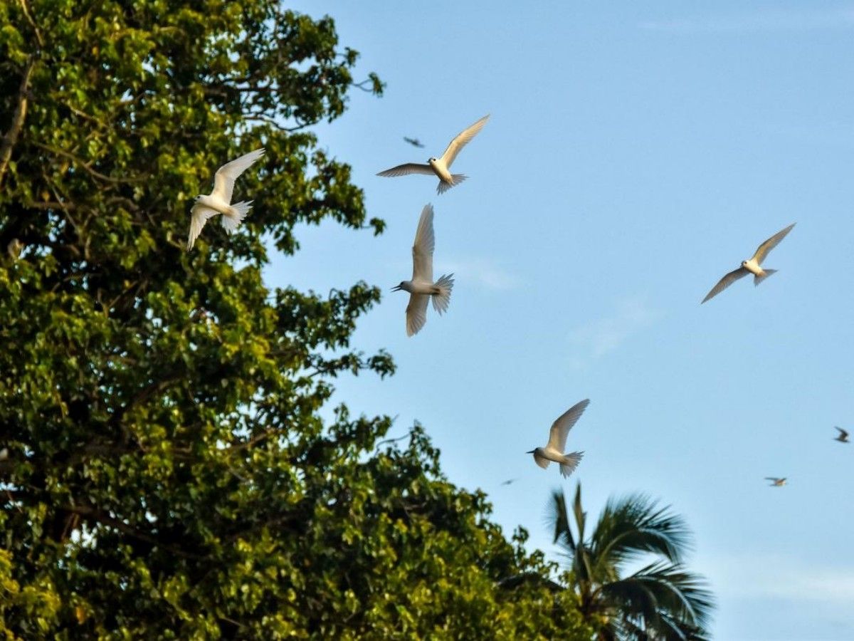 Tips for bird watching and photography: The beauty of flying feathers under the lens